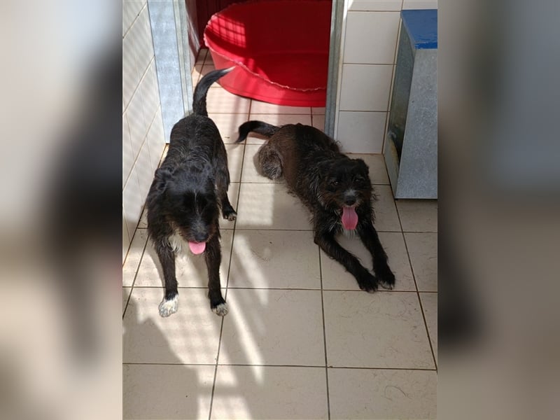 PIMENTA wünscht sich eine eigene Familie