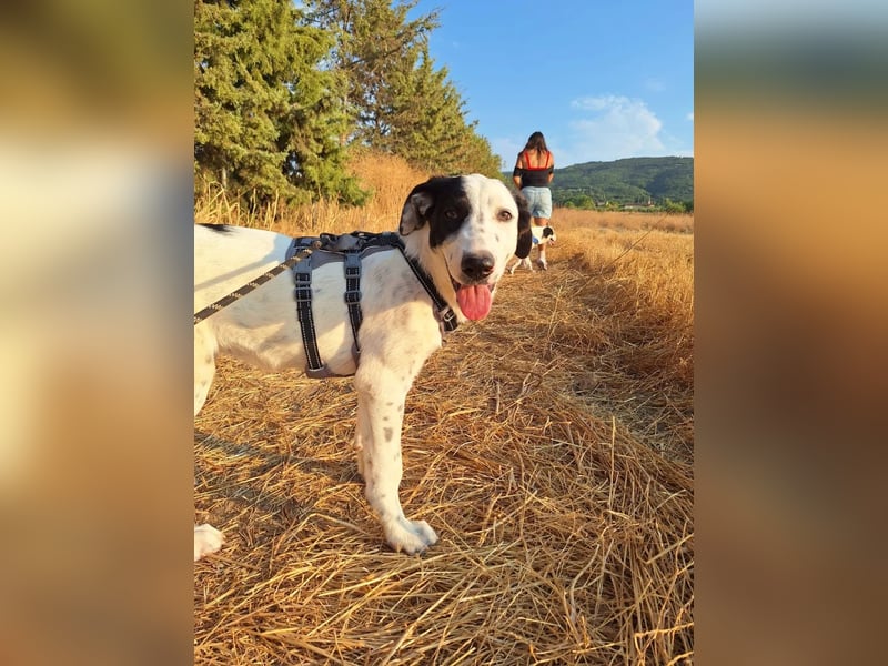 Kleiner Schatz Harper