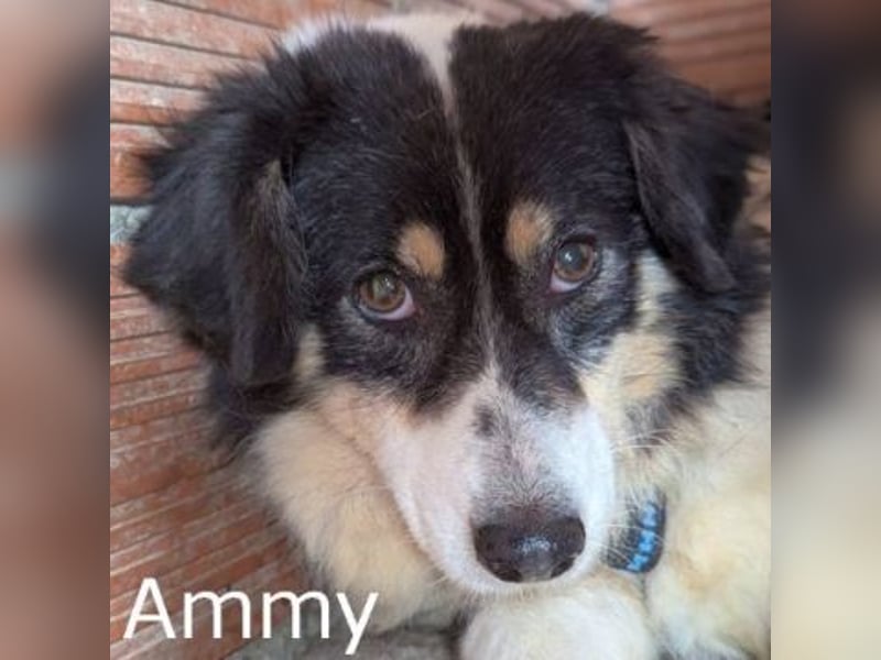 Ammy - hübsche, zurückhaltende Hundelady