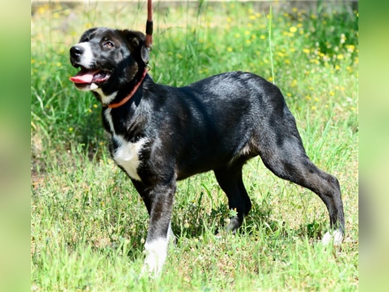 Xara, lebhaftes Welpenmädchen, ca. 6 Monate