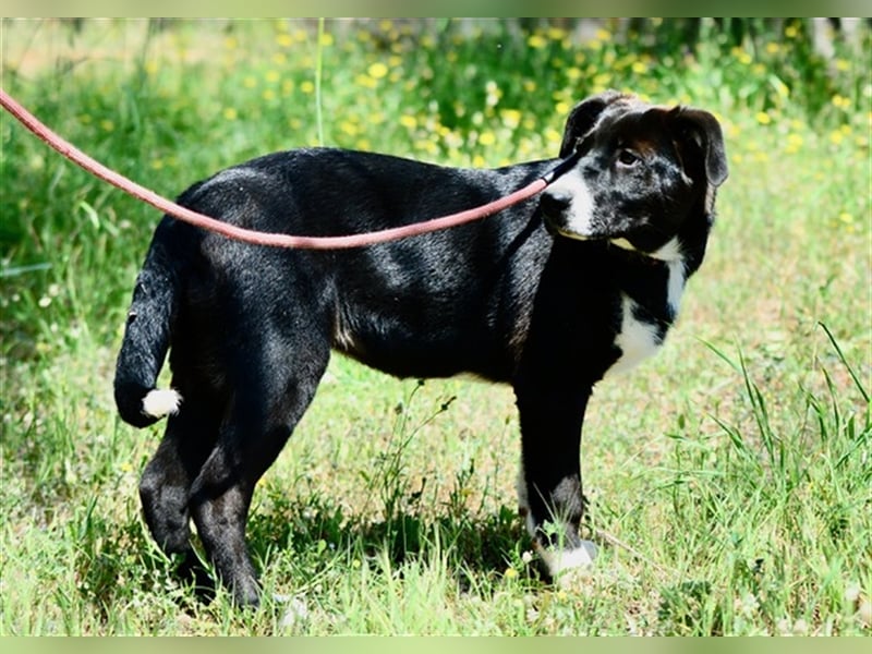 Xara, lebhaftes Welpenmädchen, ca. 6 Monate