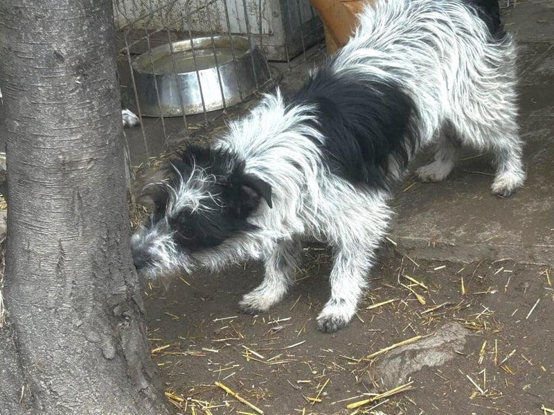 Die kleine Elli, neu im Tierheim