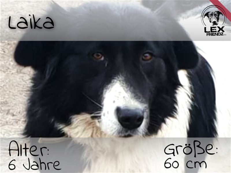 Laika - freundlicher Wuschel