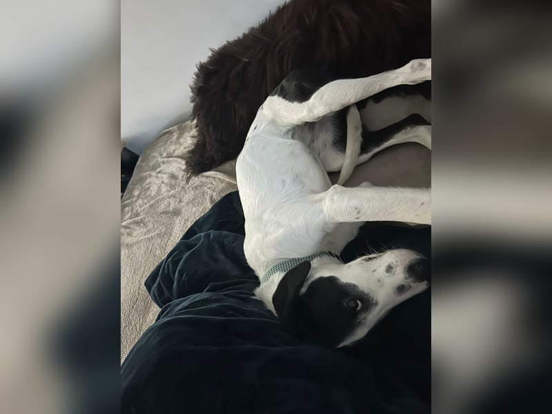 Josie sucht eine einfühlsame, geduldige und liebevolle Familie