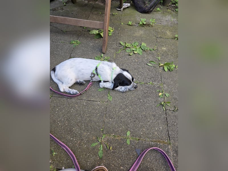 Mia wünscht sich ein Zuhause