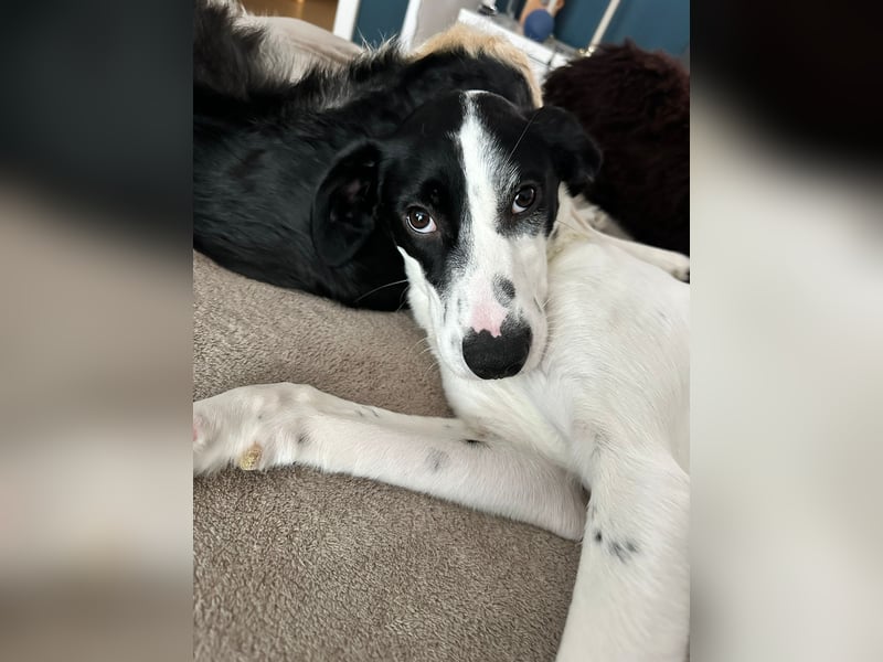 Josie sucht eine einfühlsame, geduldige und liebevolle Familie