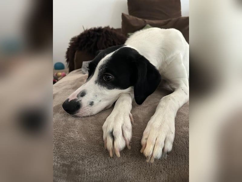 Josie sucht eine einfühlsame, geduldige und liebevolle Familie