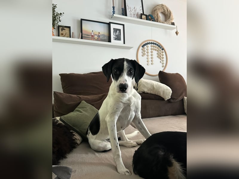 Josie sucht eine einfühlsame, geduldige und liebevolle Familie