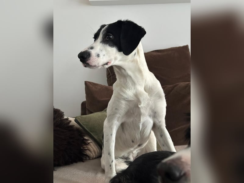 Josie sucht eine einfühlsame, geduldige und liebevolle Familie