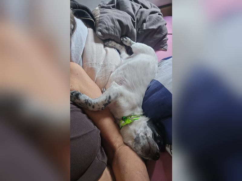 Mia wünscht sich ein Zuhause