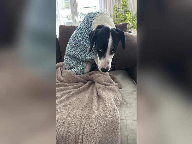 Josie sucht eine einfühlsame, geduldige und liebevolle Familie