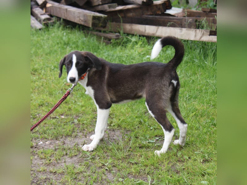 Stella - Familienanschluss gesucht