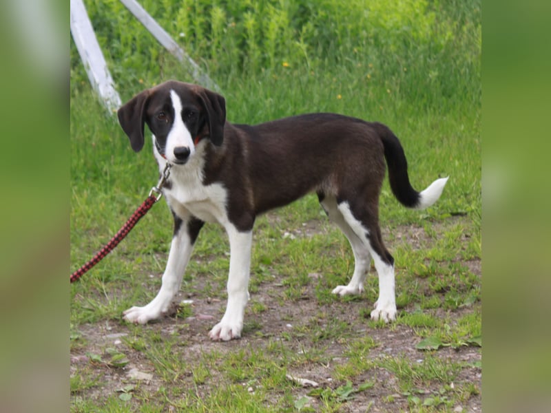 Stella - Familienanschluss gesucht