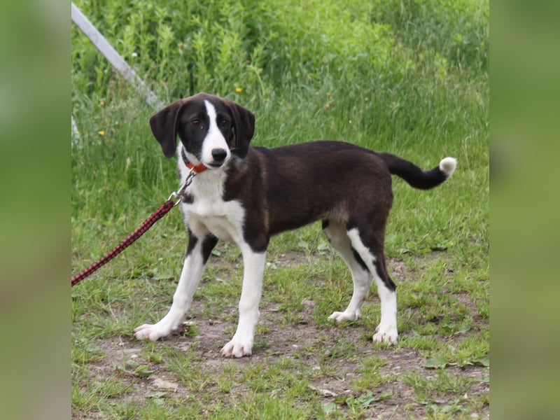 Stella - Familienanschluss gesucht