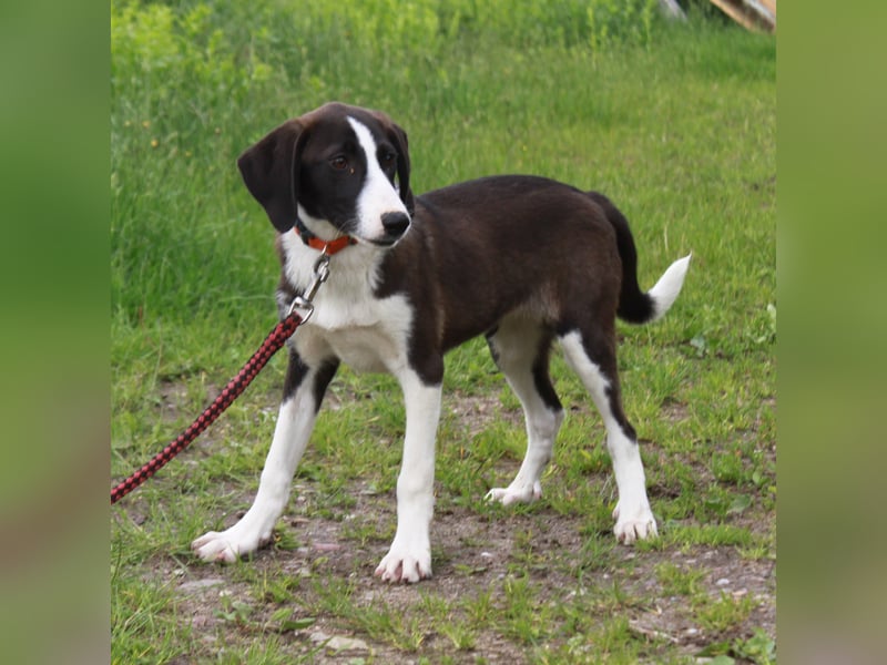 Stella - Familienanschluss gesucht