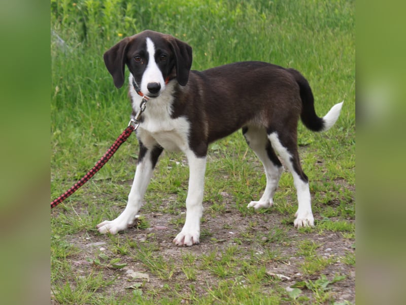 Stella - Familienanschluss gesucht
