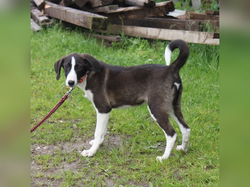 Stella - Familienanschluss gesucht