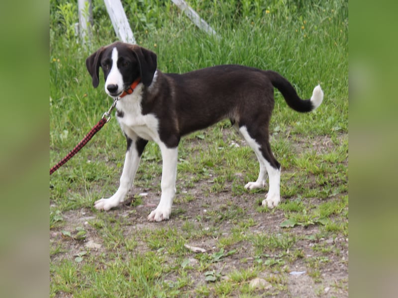 Stella - Familienanschluss gesucht
