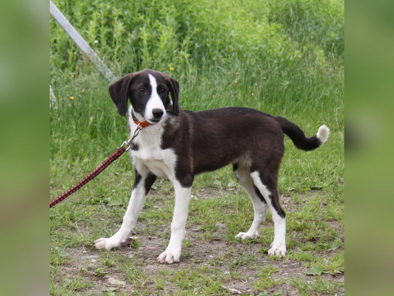 Stella - Familienanschluss gesucht