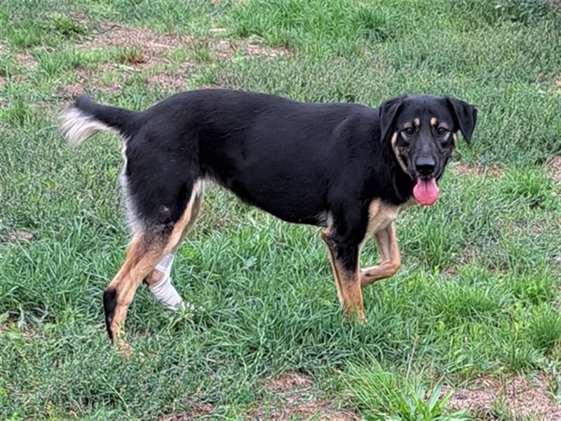 Sandy ( * 10.2020 ) sucht ihre Familie