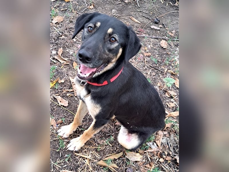 Sandy ( * 10.2020 ) sucht ihre Familie