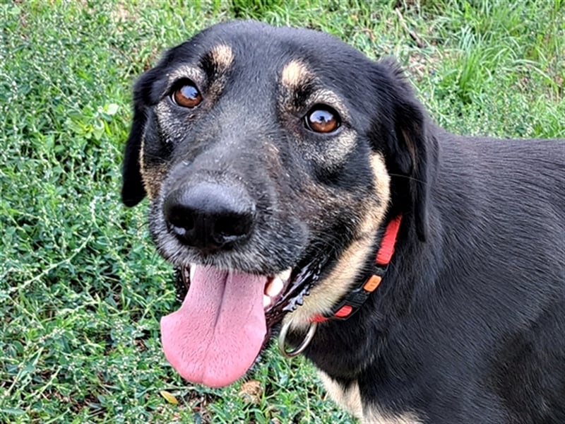 Sandy ( * 10.2020 ) sucht ihre Familie