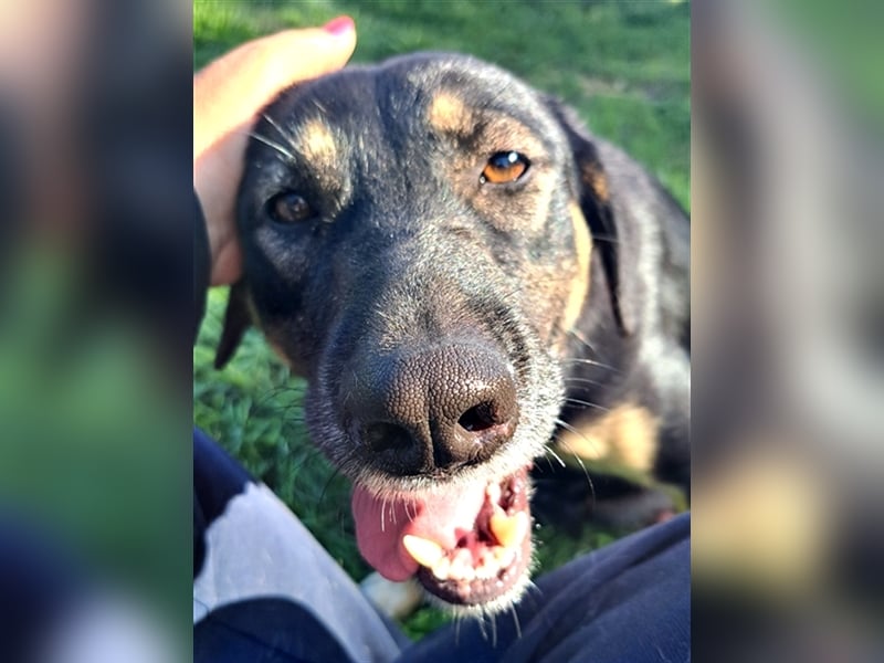 Sandy ( * 10.2020 ) sucht ihre Familie