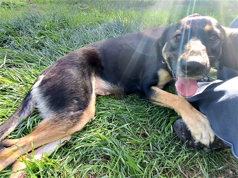 Sandy ( * 10.2020 ) sucht ihre Familie