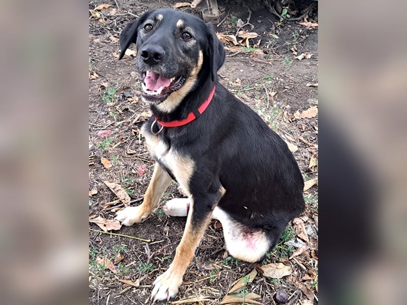 Sandy ( * 10.2020 ) sucht ihre Familie