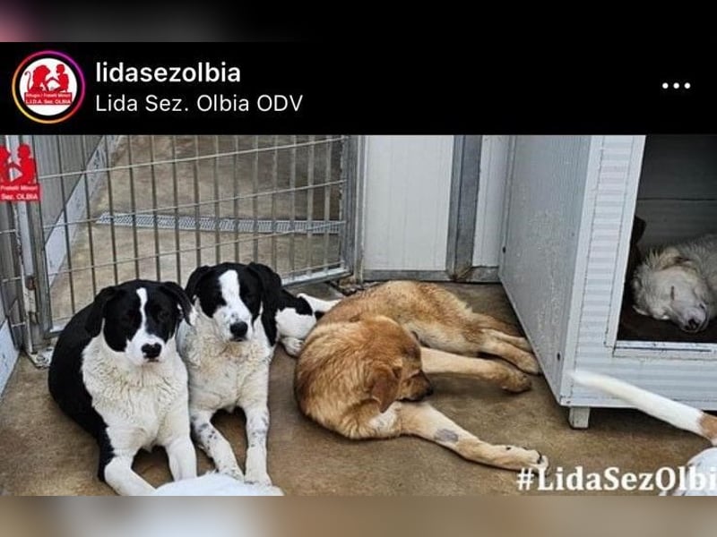 Milla - Gute-Laune-Hund wartet auf Sie