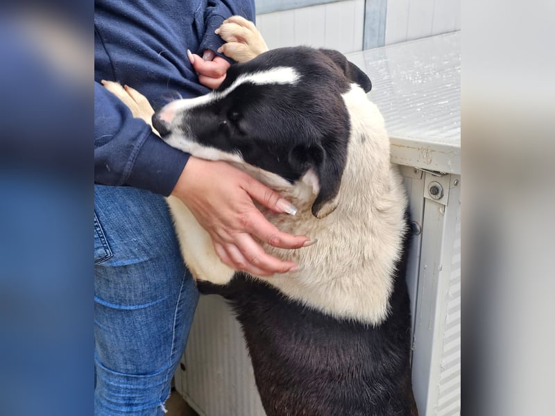 Mella - Gute-Laune-Hund