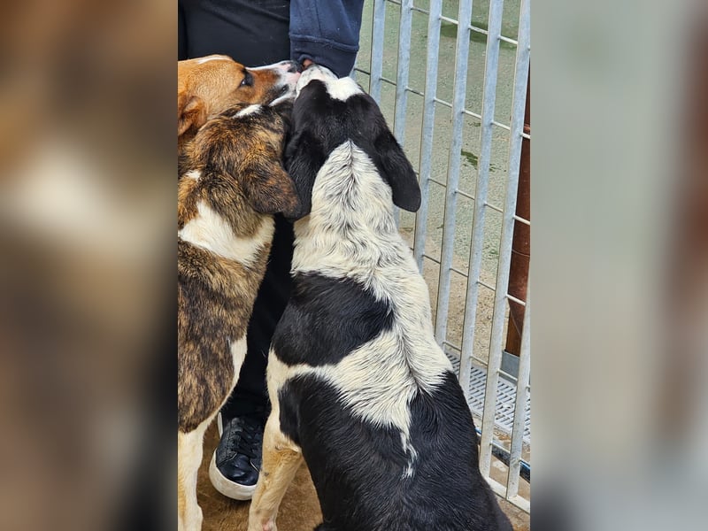 Milla - Gute-Laune-Hund wartet auf Sie