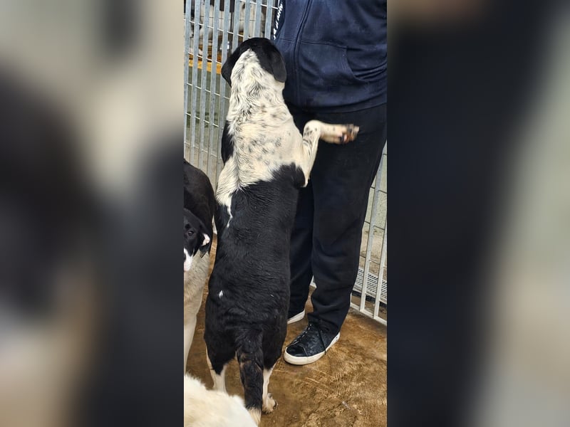 Milla - Gute-Laune-Hund wartet auf Sie