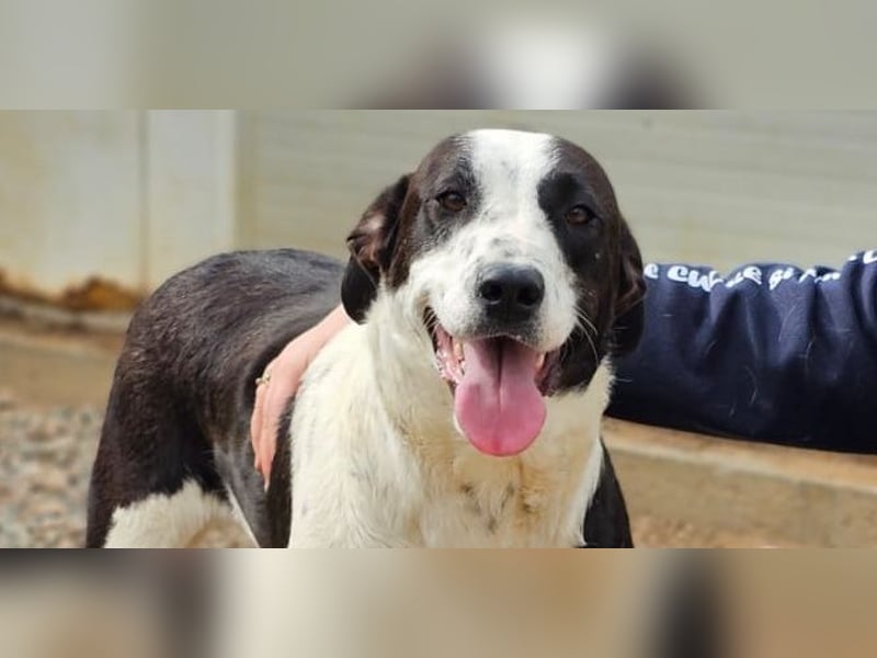 Milla - Gute-Laune-Hund wartet auf Sie