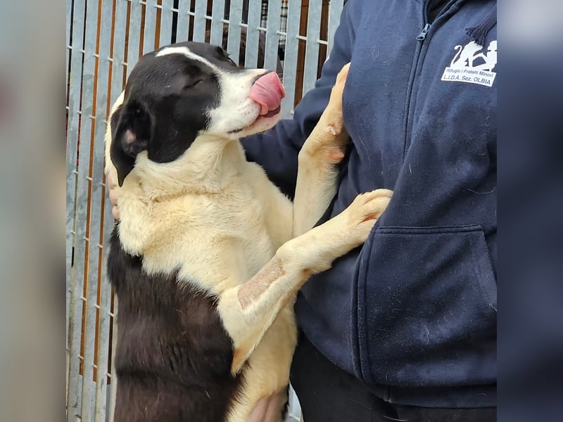 Mella - Gute-Laune-Hund