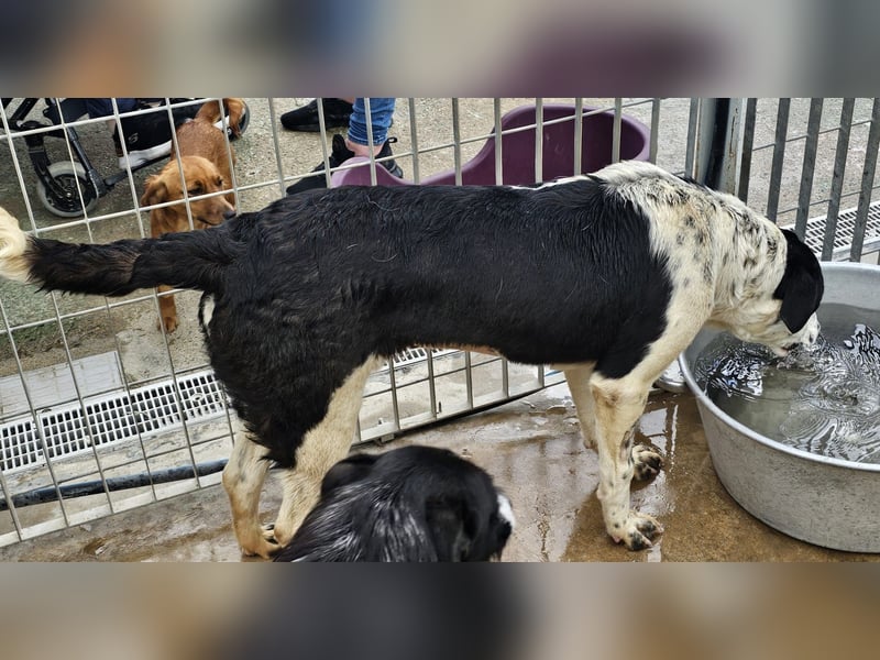 Milla - Gute-Laune-Hund wartet auf Sie