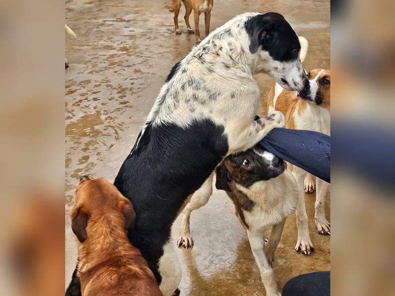 Milla - Gute-Laune-Hund wartet auf Sie