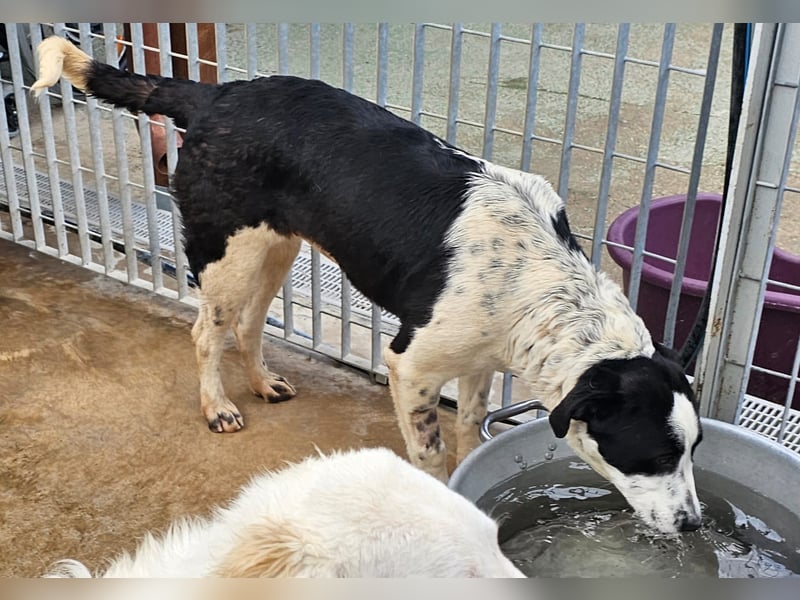 Milla - Gute-Laune-Hund wartet auf Sie