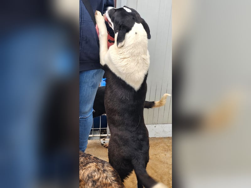 Mella - Gute-Laune-Hund