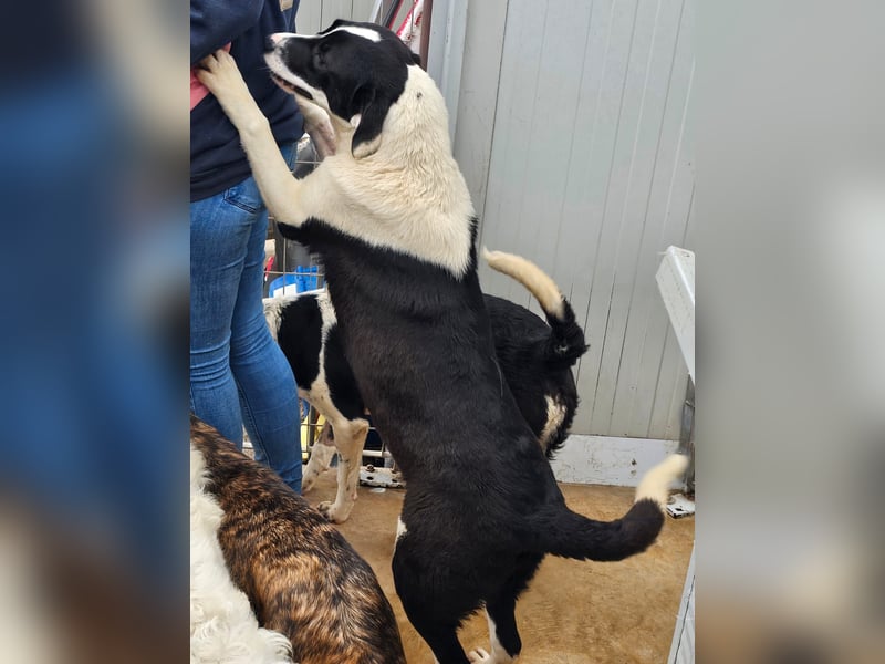 Mella - Gute-Laune-Hund
