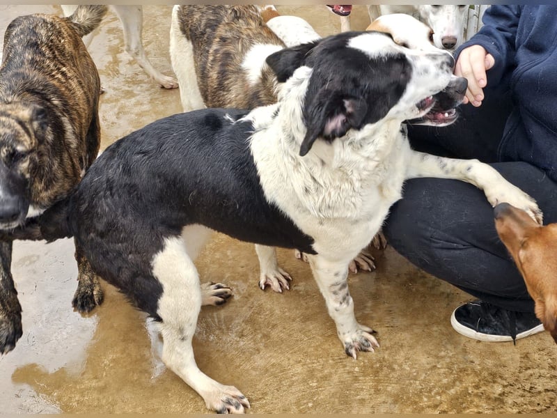 Milla - Gute-Laune-Hund wartet auf Sie