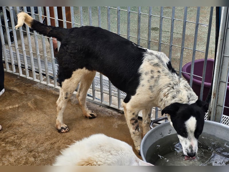Milla - Gute-Laune-Hund wartet auf Sie