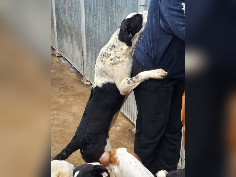 Milla - Gute-Laune-Hund wartet auf Sie