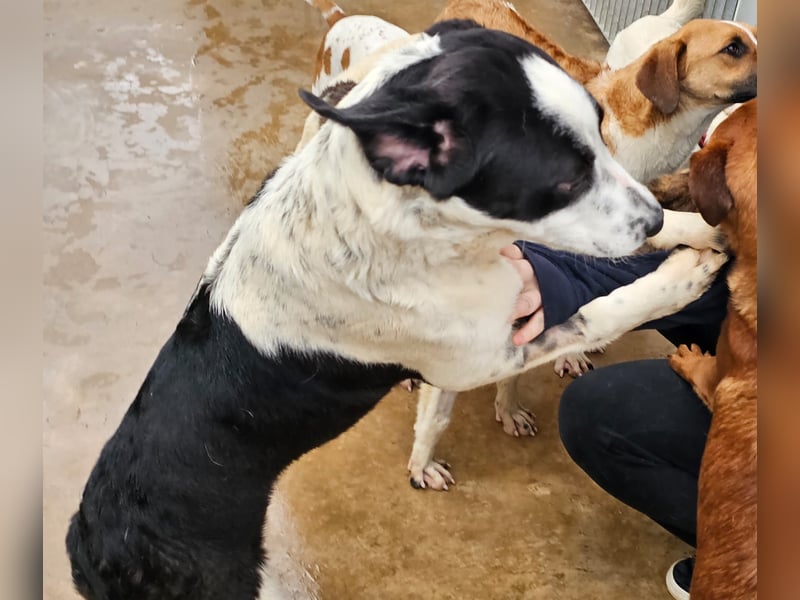 Milla - Gute-Laune-Hund wartet auf Sie