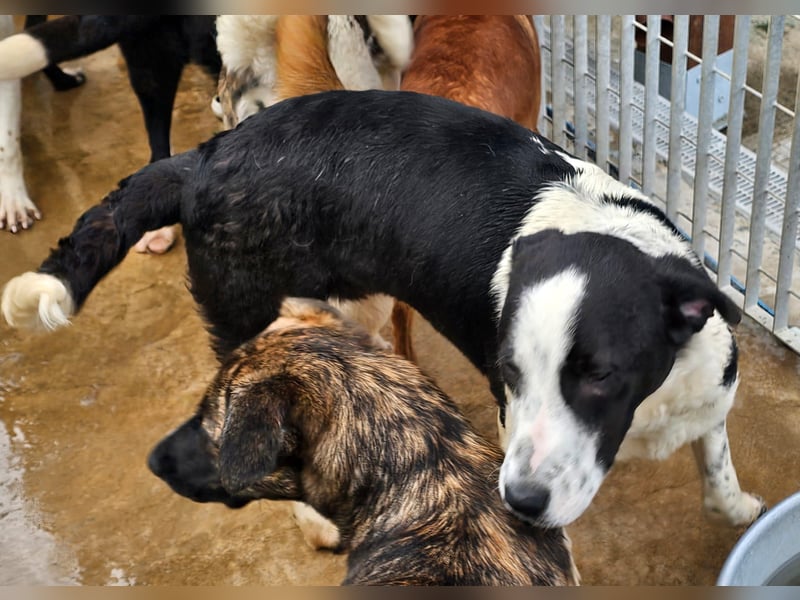 Milla - Gute-Laune-Hund wartet auf Sie