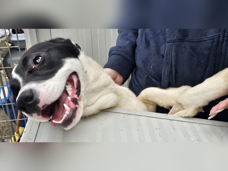 Mella - Gute-Laune-Hund