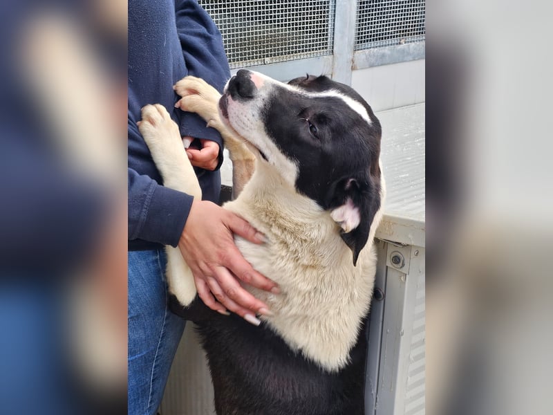 Mella - Gute-Laune-Hund