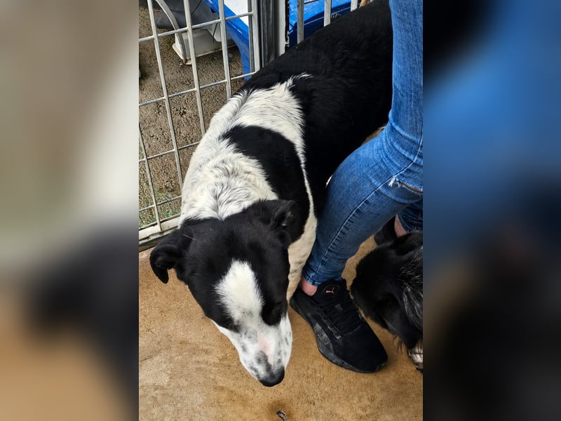 Milla - Gute-Laune-Hund wartet auf Sie