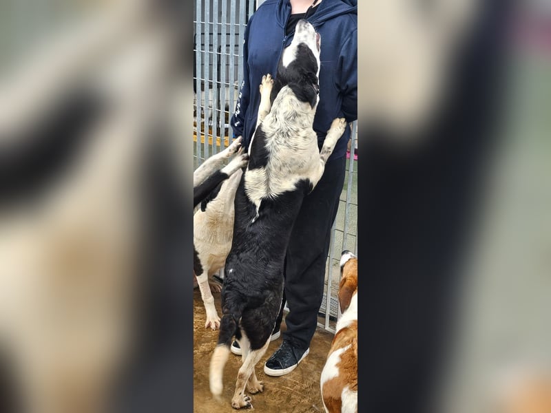 Milla - Gute-Laune-Hund wartet auf Sie