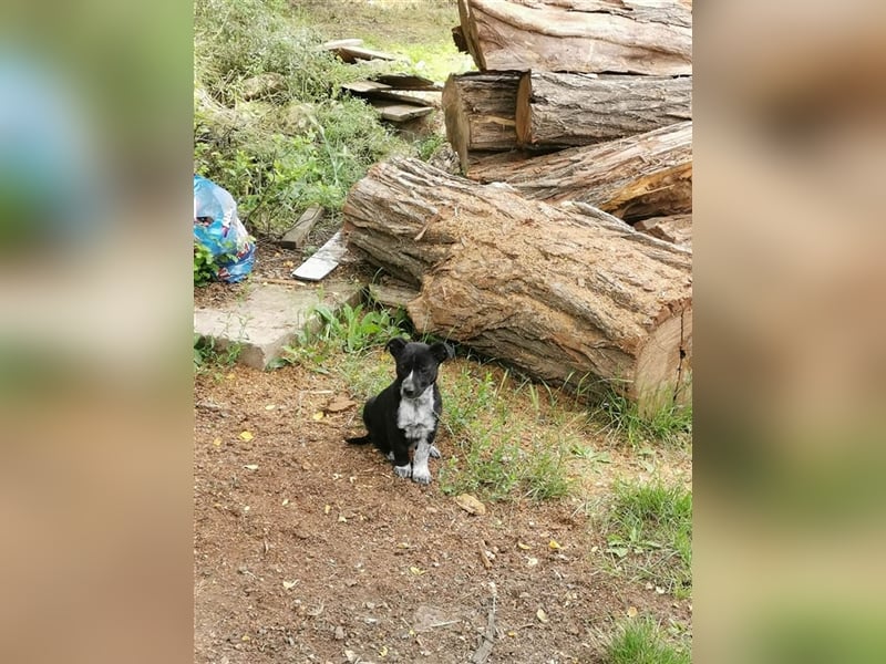 Geschwisterpaar Bambi